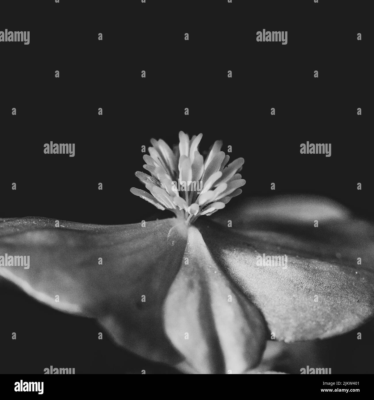 Un primo piano in scala di grigi di un fiore Foto Stock