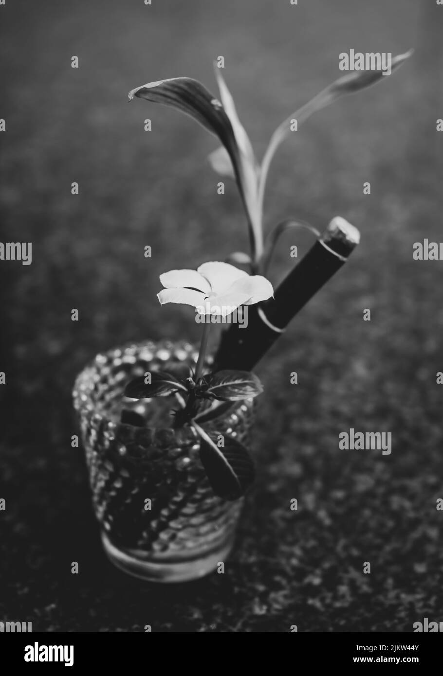 Un colpo in scala di grigi di un singolo fiore bianco in un vaso vetroso Foto Stock