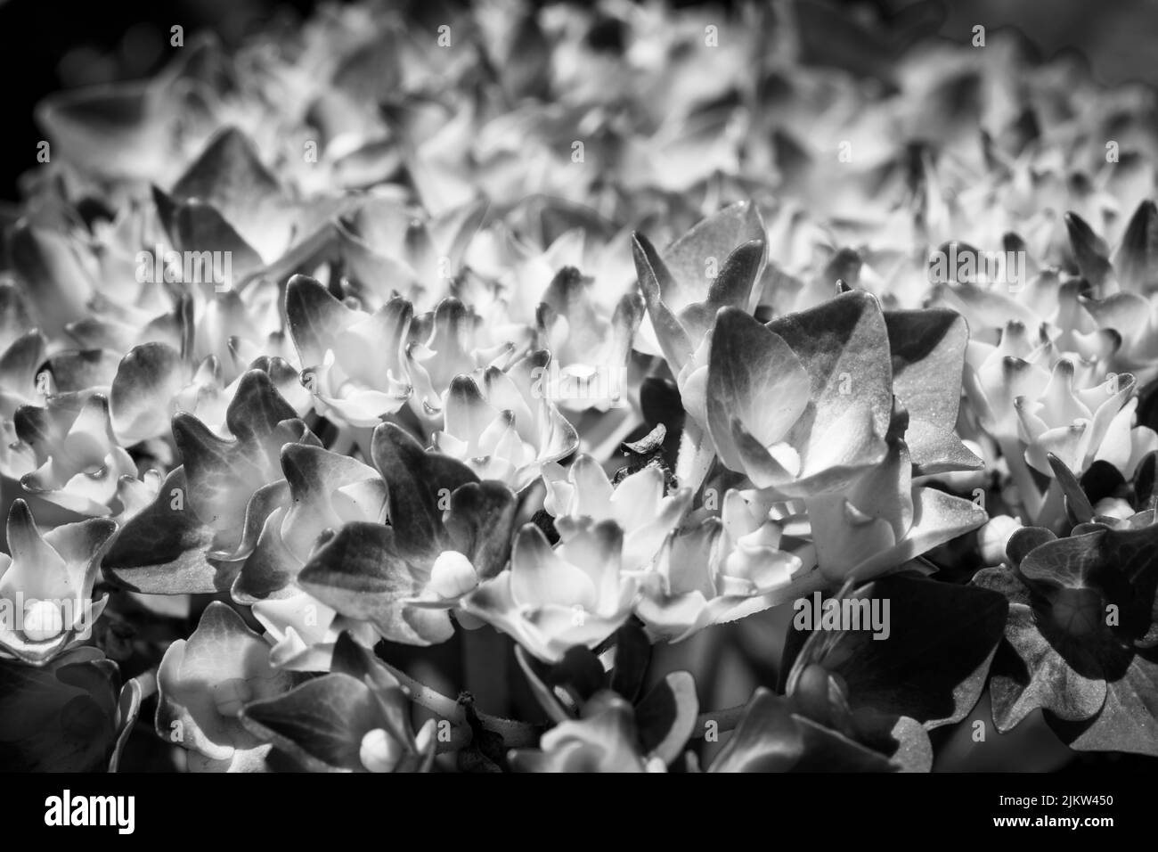 Un colpo in scala di grigi di un mazzo di fiori Foto Stock