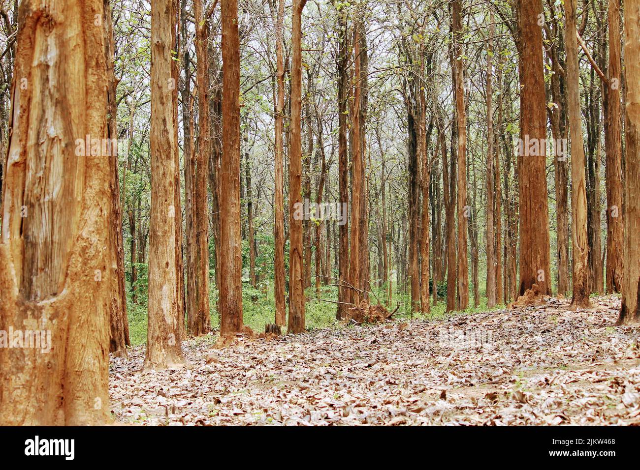 Una vista panoramica degli alberi in una foresta in una luce del giorno Foto Stock