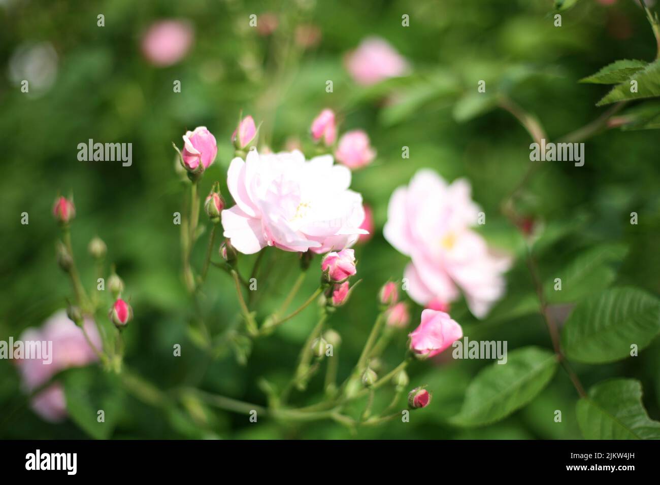 Un primo piano di fiori rosa celesti nel giardino circondato da foglie verdi Foto Stock