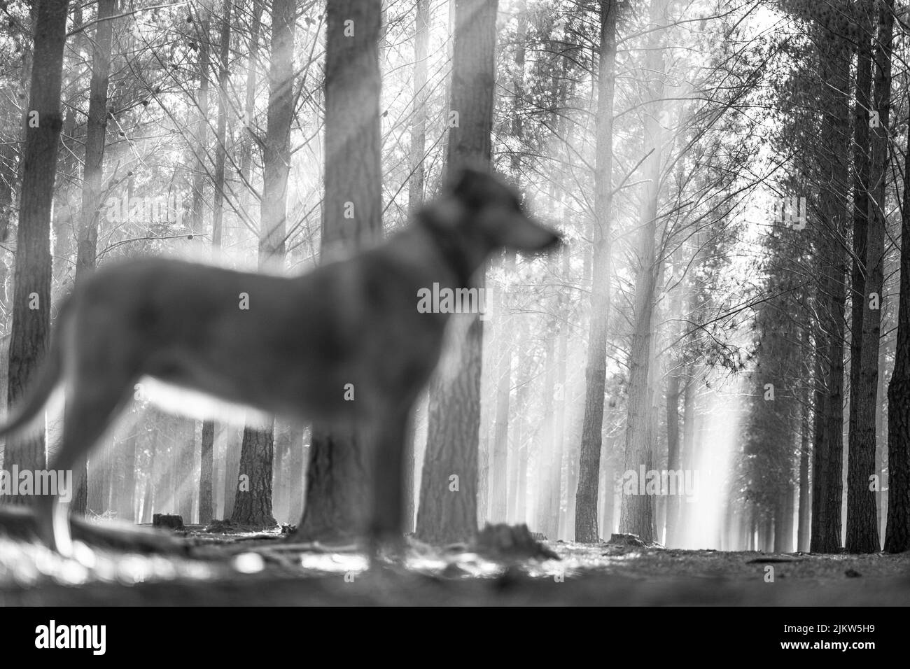 Una messa a fuoco poco profonda vista ad angolo basso degli alberi senza foglie sotto la luce del sole e un cane in piedi in primo piano girato in scala di grigi Foto Stock