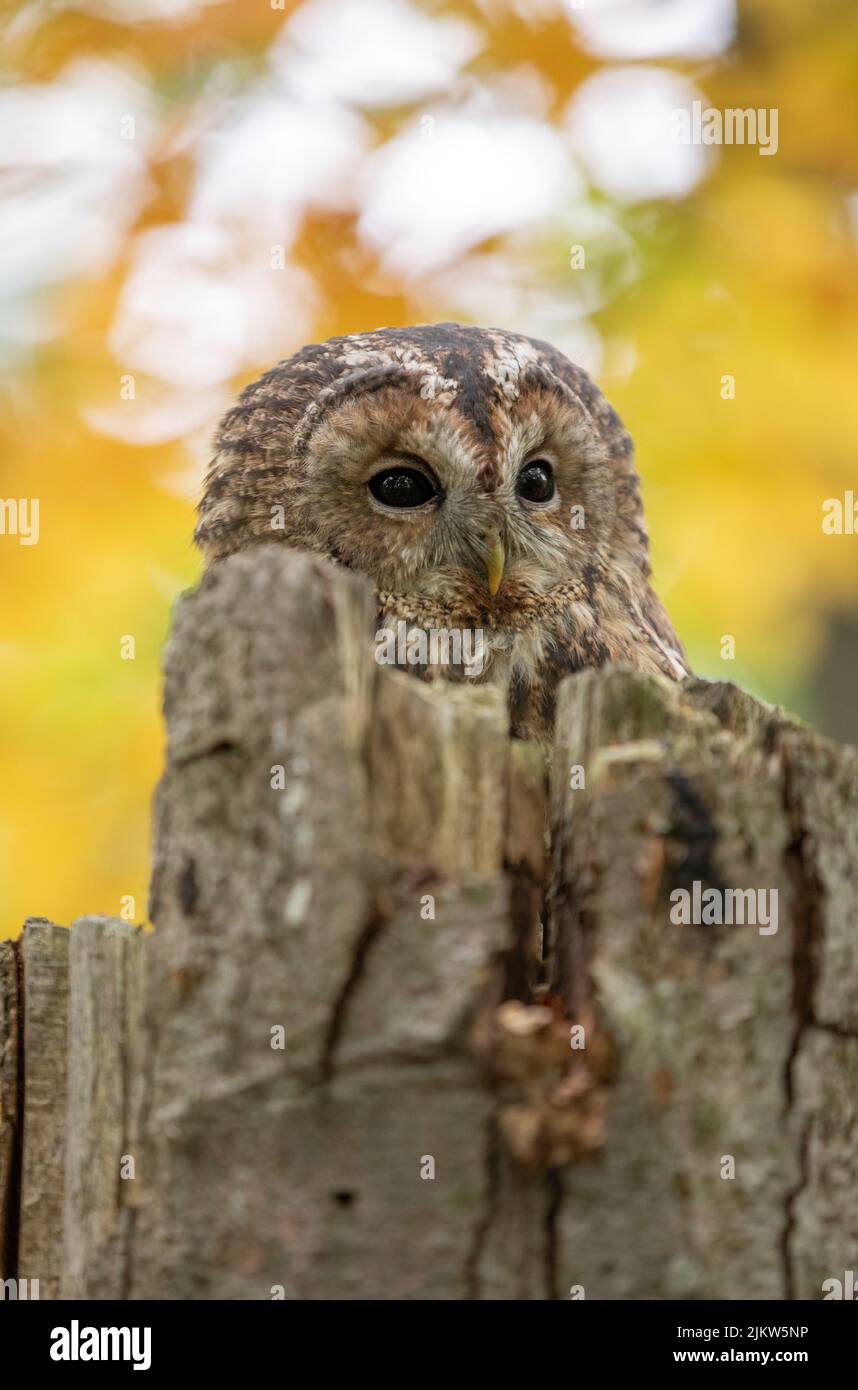 Primo piano immagine di un carino gufo (Strix aluco) poggiato su un tronco di albero rotto con foglie autunnali splendidamente colorate sullo sfondo. Foto Stock