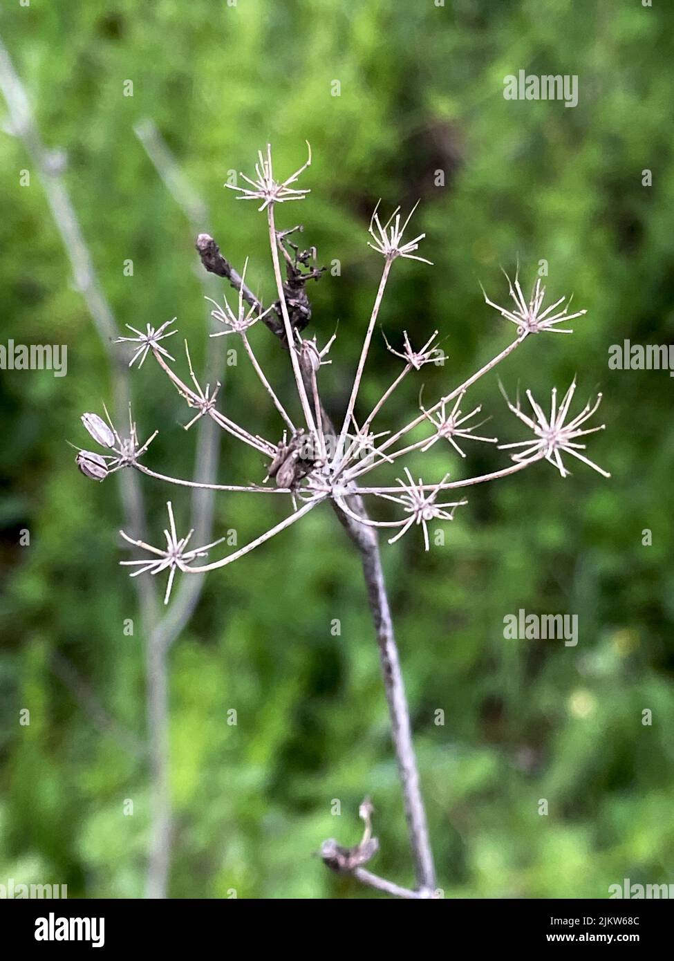 Un primo piano di un bel piccolo ramo fiorito in un giardino con sfondo sfocato Foto Stock