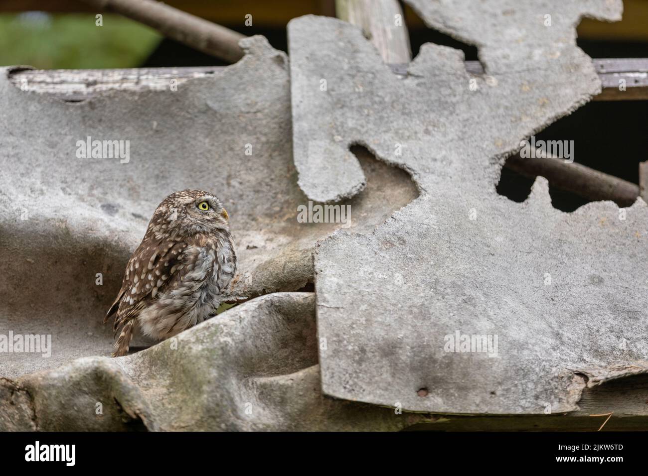 Il piccolo gufo (Athene noctua) seduto in cima al tetto rovinato di una baracca abbandonata in zona agricola Foto Stock