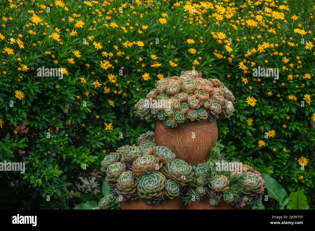 Una vista di belle piante succulente in un giardino con fiori Foto Stock