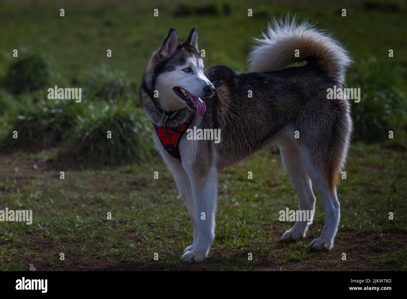 UN CANE HUSKY DI GRANDI DIMENSIONI IN PIEDI IN UN CAMPO APERTO IN UN'AREA DI ARRESTO DEL GUINZAGLIO CON UN'IMBRACATURA ROSSA Foto Stock