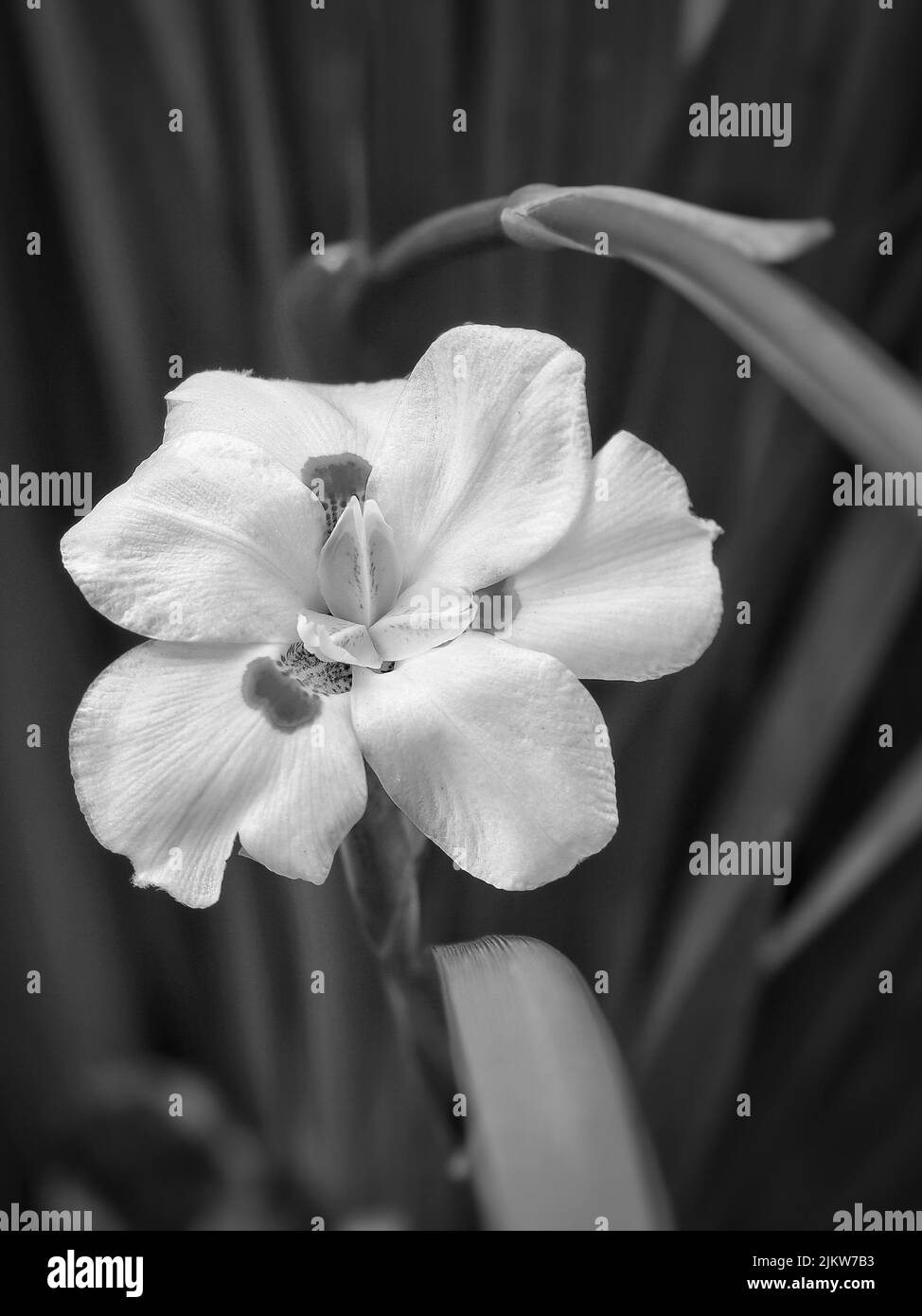 Una scala di grigi di un bel fiore di Dietes iridioides che cresce in un giardino Foto Stock