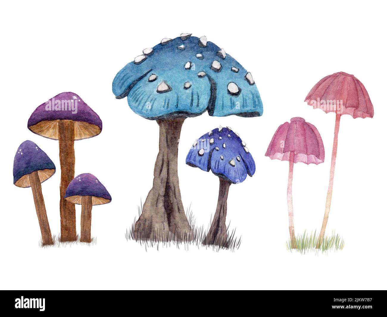 Un bel disegno di diversi tipi di funghi Foto Stock