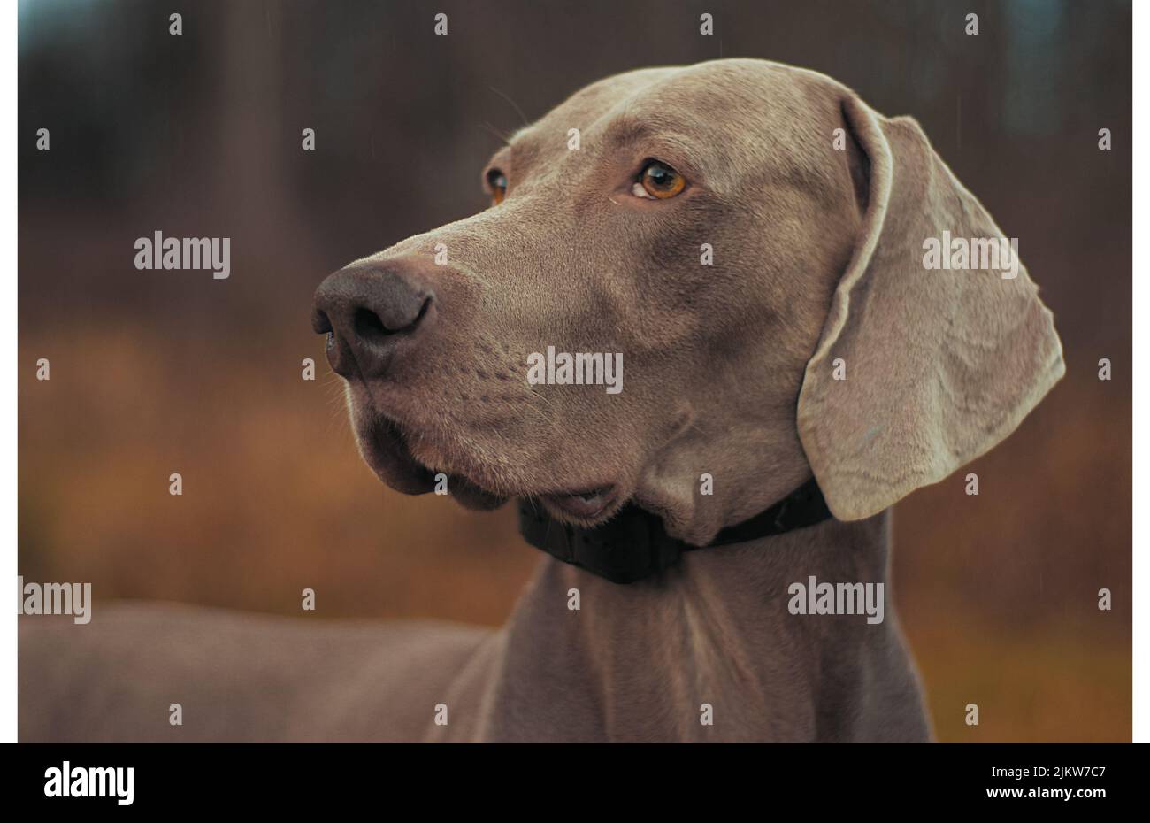 Un primo piano superficiale di un cane Weimaraner Foto Stock