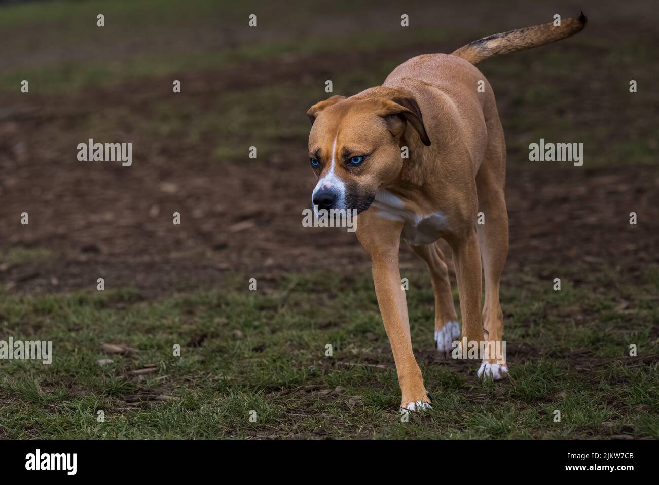 UN CANE DI RAZZA MISTO BIANCO E TAN CON OCCHI BIANCHI CHE SI INOCCHIANO ATTRAVERSO UNA ZONA DI CANE SENZA GUINZAGLIO AL MARYMOOR PARK A REDMOND WASHINGTON. Foto Stock