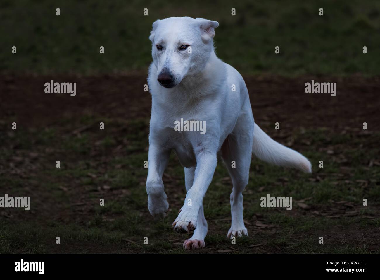 UN CANE SHEPARD BIANCO CHE CORRE AROSS UN ERBA E TRUCIOLI DI LEGNO SONO CON LE SUE ZAMPE ANTERIORI FUORI TERRA E DISTNICT OCCHI E UNO SFONDO SFOCATO Foto Stock