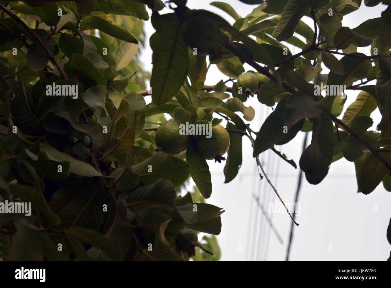 frutta di guava su albero. Guava verde, jaam o frutta del perù appeso sull'albero, con acqua nebulizzata Foto Stock