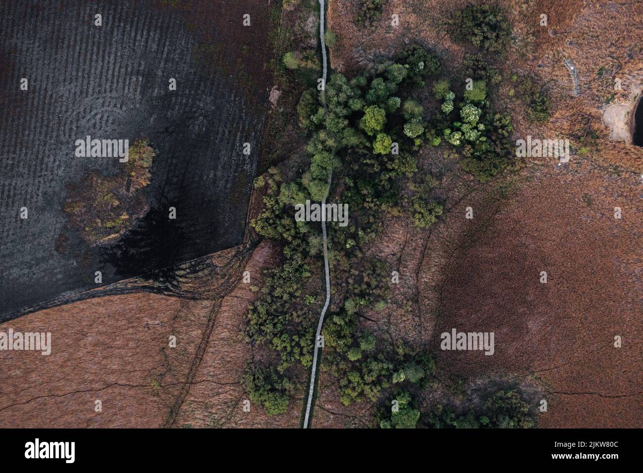 Percorso che si sposta attraverso l'area paludosa Foto Stock