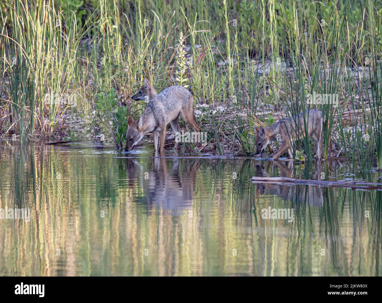 Una confezione di acqua potabile jackal dorata da un fiume tranquillo con riflessi sulla superficie Foto Stock