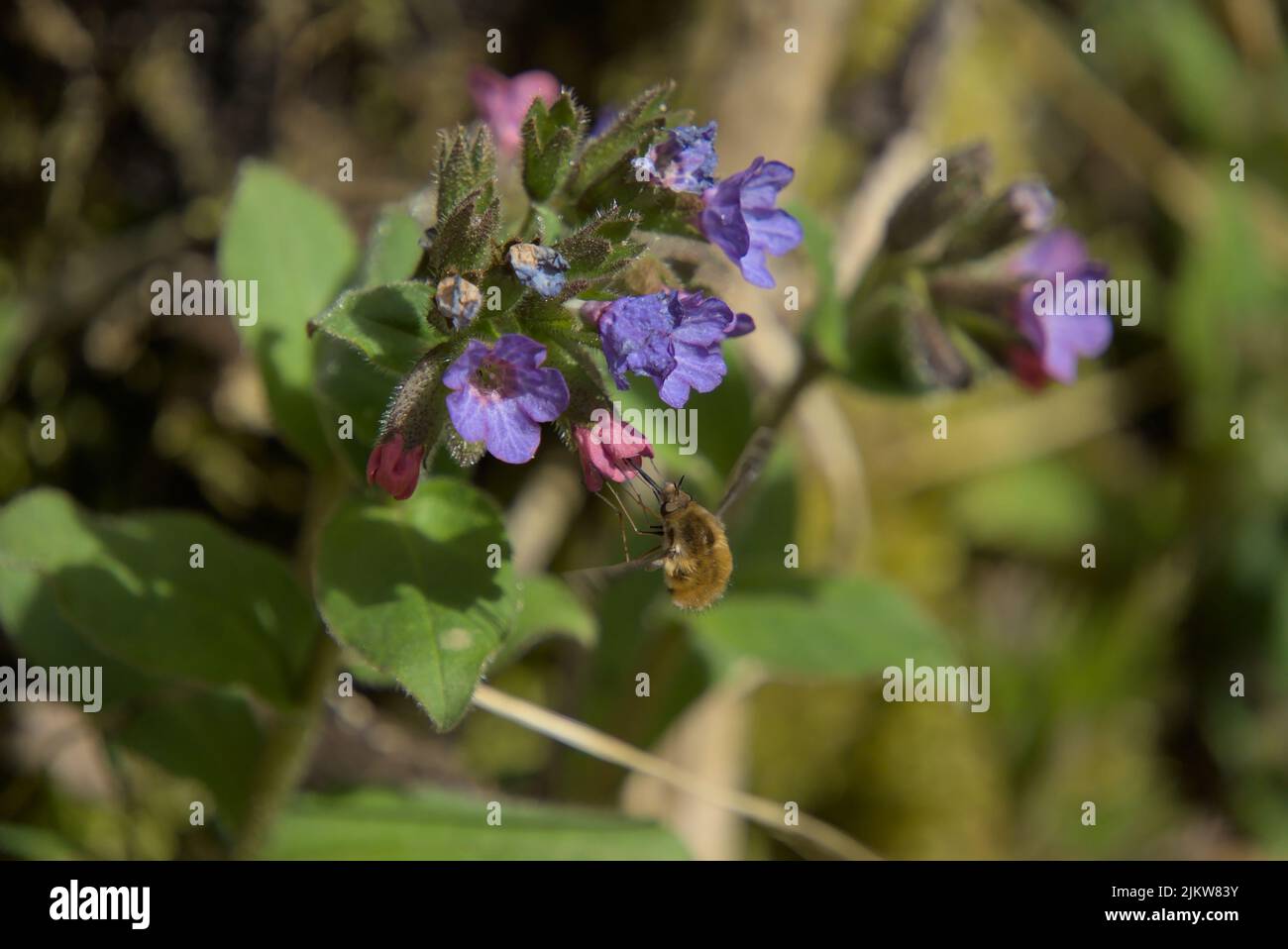 Un closup di un lagunwort macchiato (Pulmonaria officinalis) con un visitatore di primavera (Bombylius Major) - mibu Foto Stock