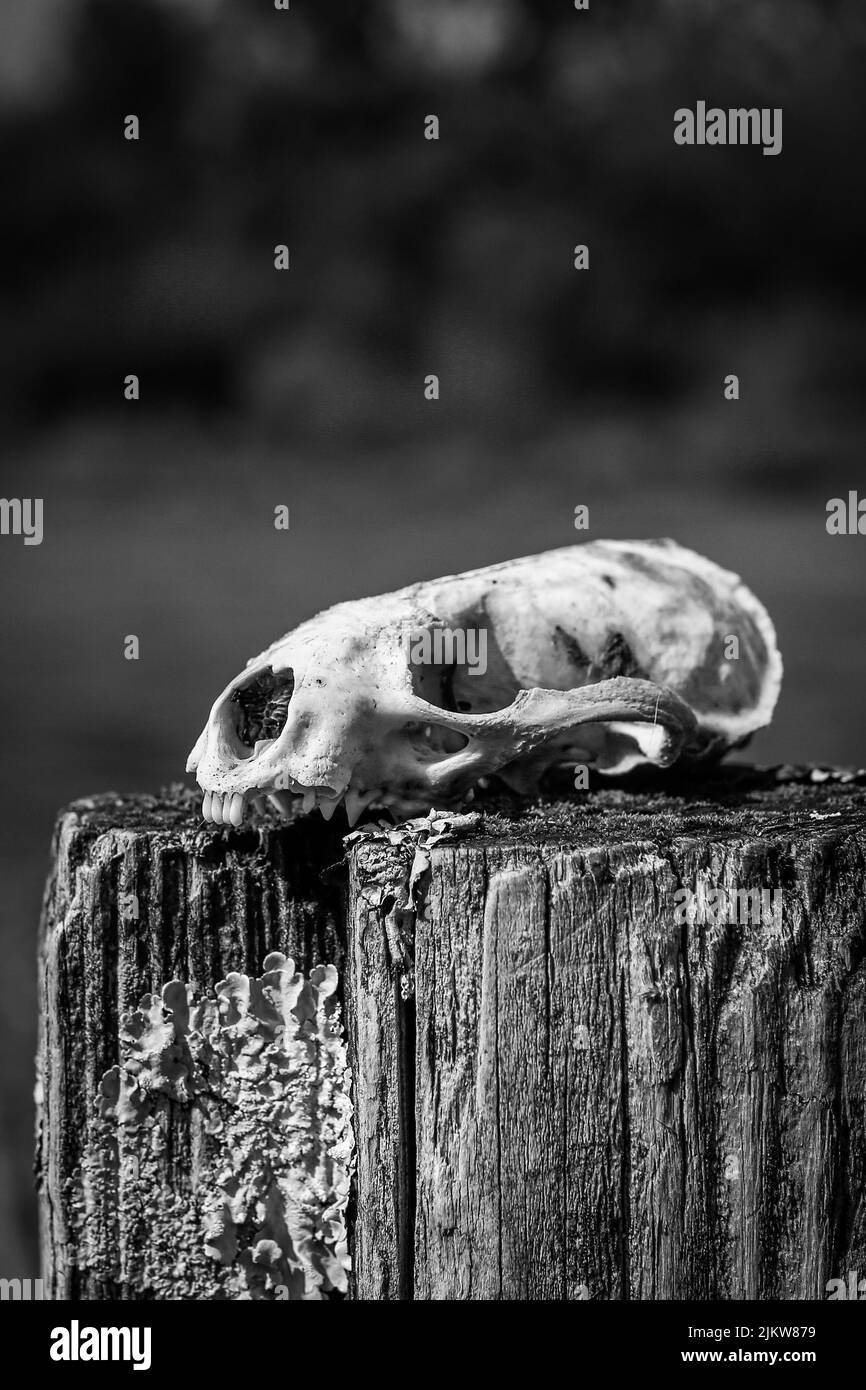 Uno scatto verticale in scala di grigi di un cranio animale Foto Stock