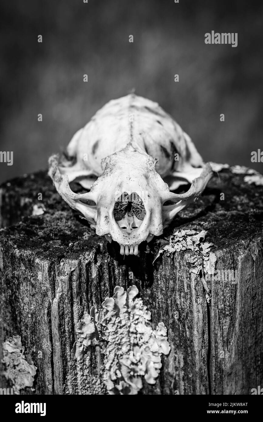 Uno scatto verticale in scala di grigi di un cranio animale Foto Stock