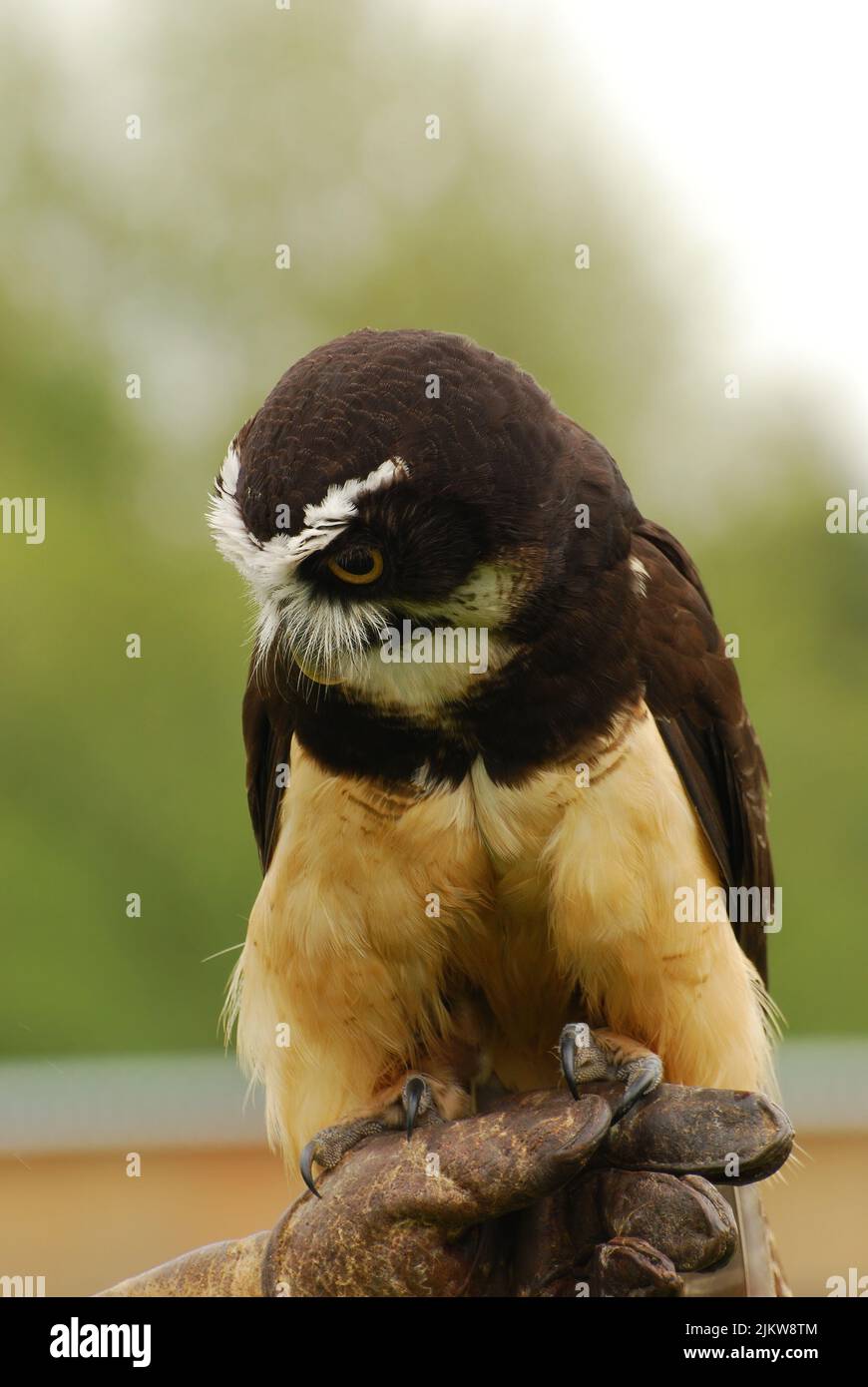 Giovane gufo di legno Himalayan, Strix nivicolum, arroccato su guanto di falconeria contro il bosco sfocato Foto Stock