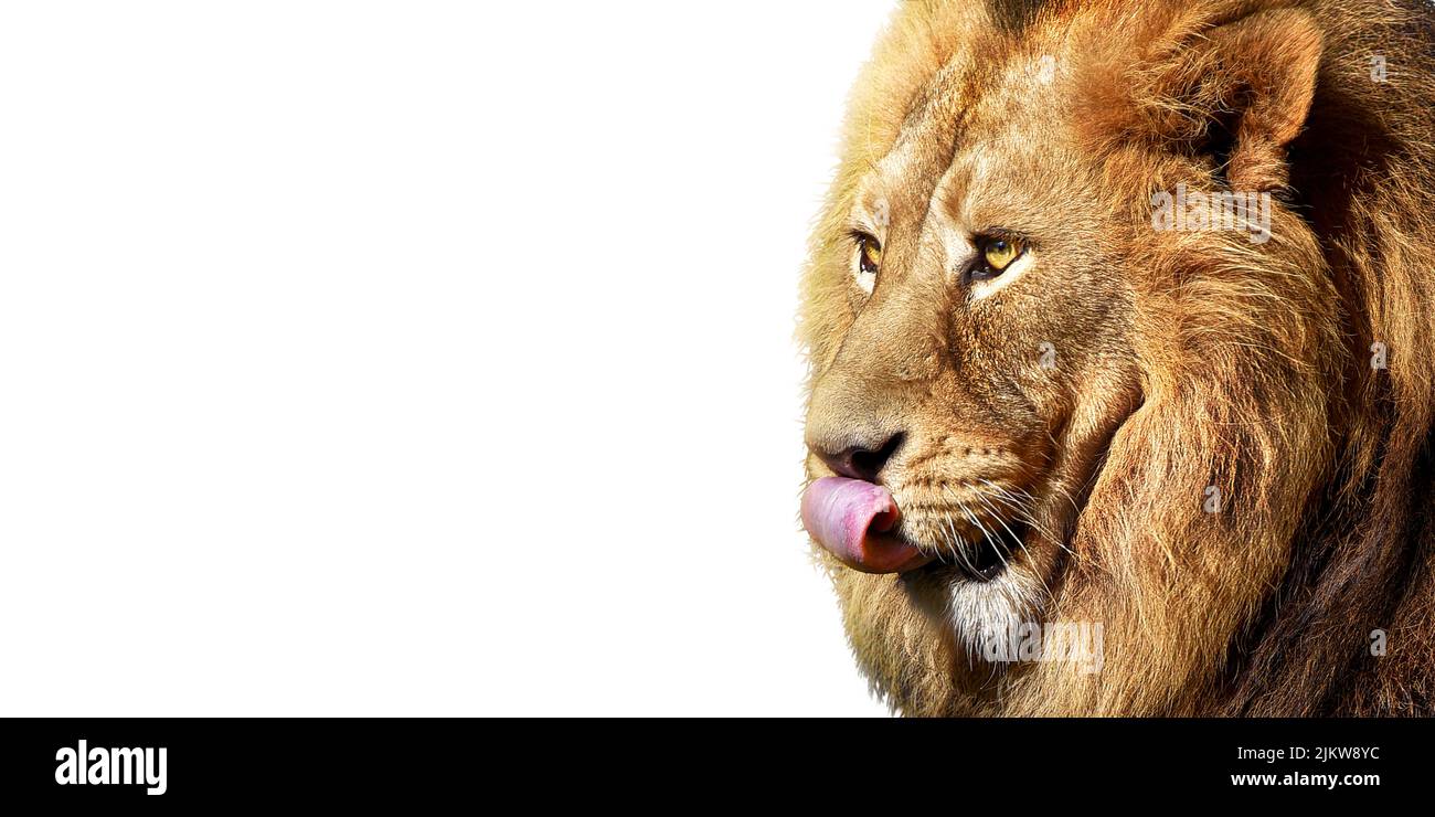 Un primo piano di un leone dorato faccia con la lingua fuori con uno sfondo bianco Foto Stock