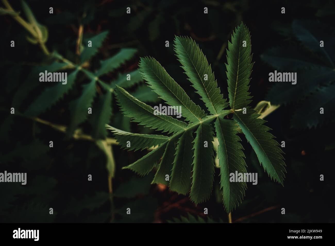 Un primo piano di foglie verdi scure di una pianta che cresce all'aperto Foto Stock