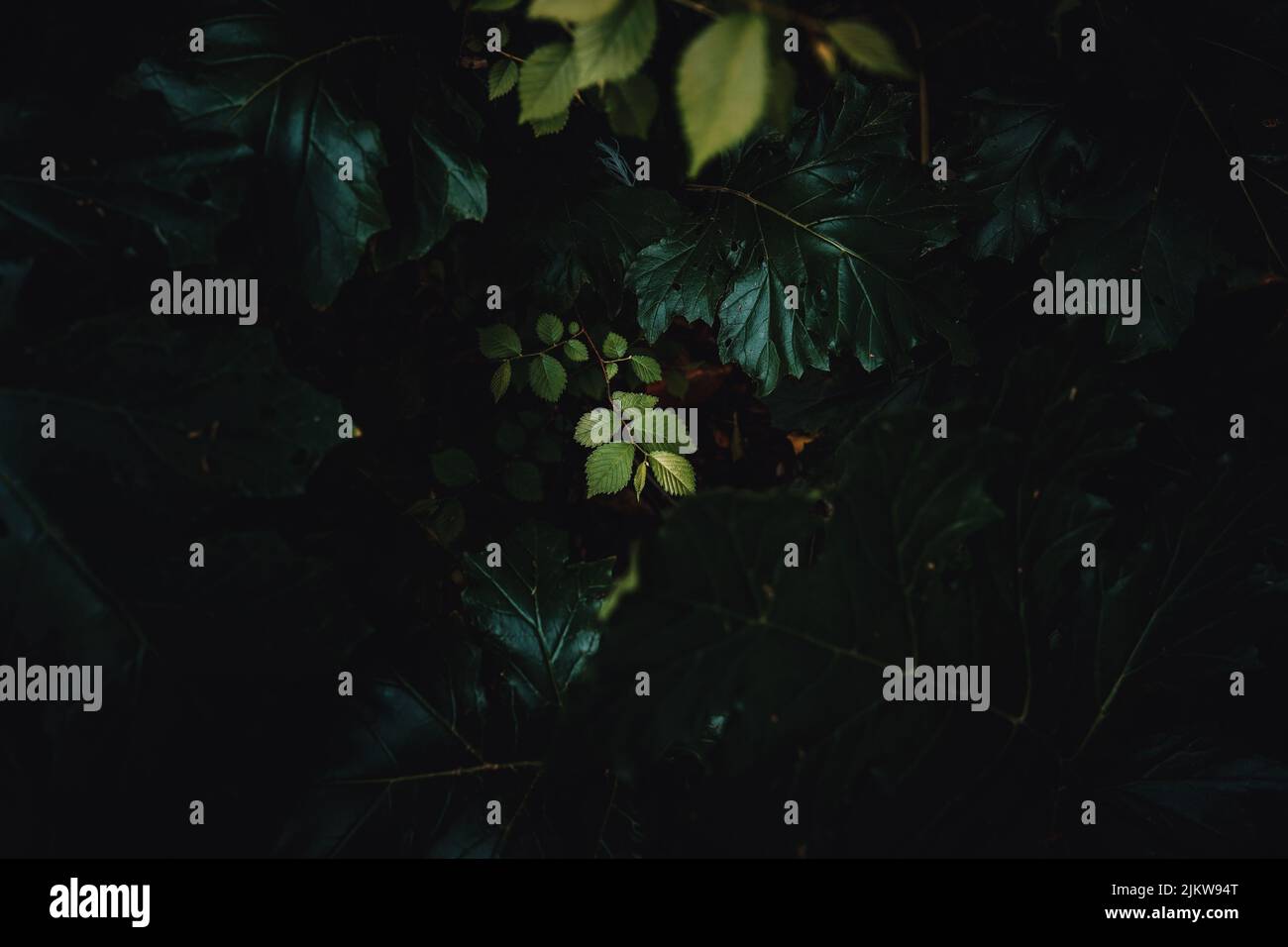 Un primo piano di foglie verdi scure di una pianta che cresce all'aperto Foto Stock