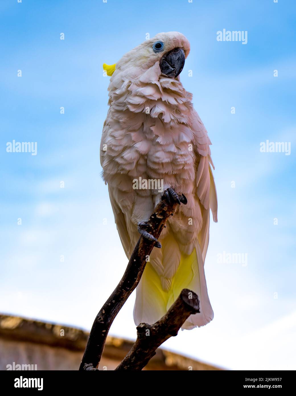 Un colpo di fuoco selettivo di un cockatoo appollaiato sul ramoscello Foto Stock