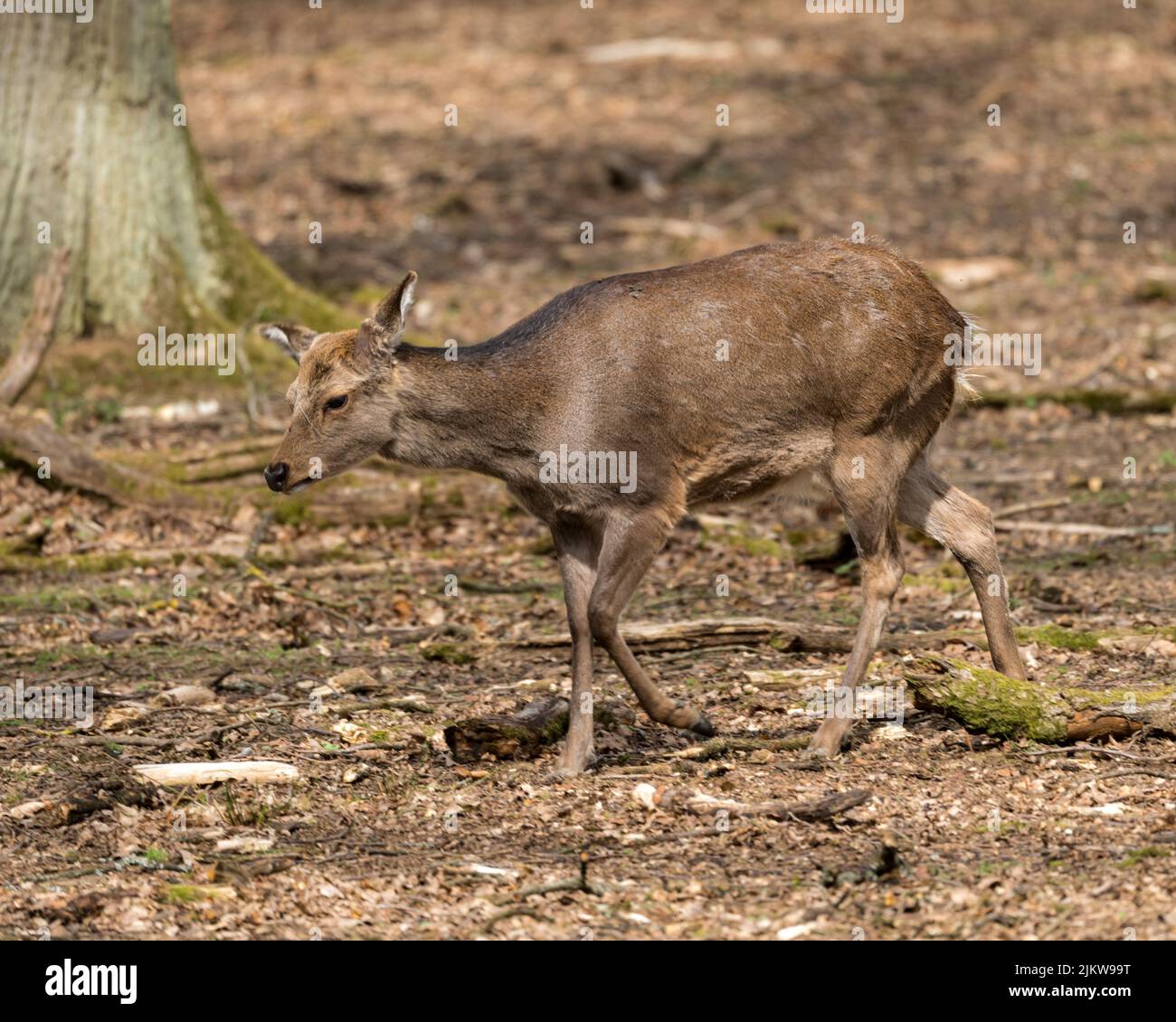 Un primo piano di un cervo solitario che cammina in una foresta in una giornata di sole Foto Stock