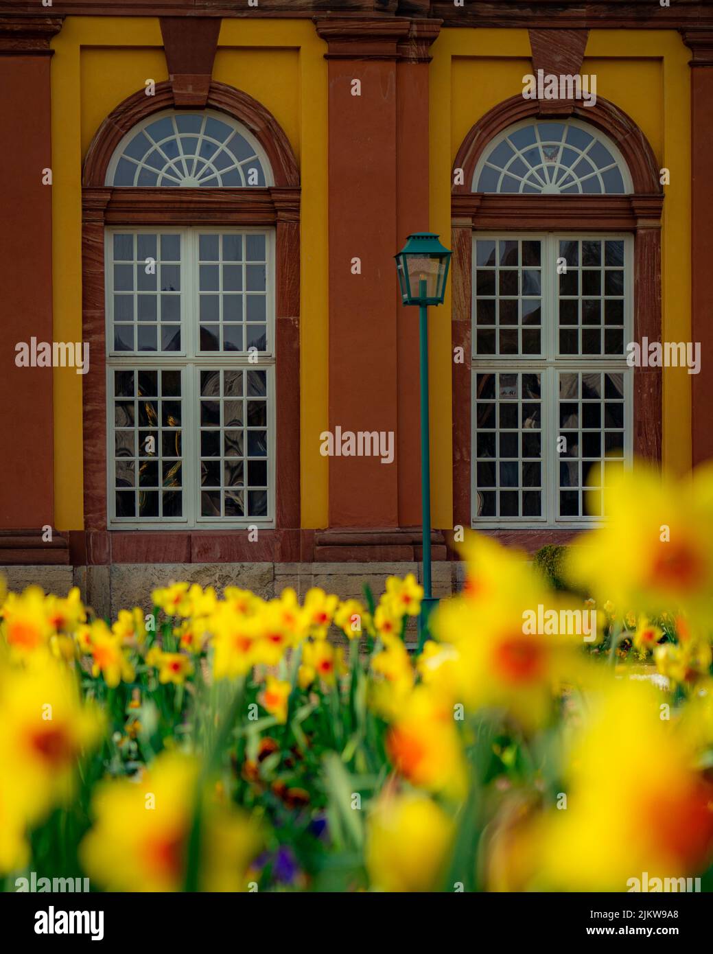 Un'immagine verticale di un vecchio edificio con finestre portici dietro un campo di narcisi gialle Foto Stock