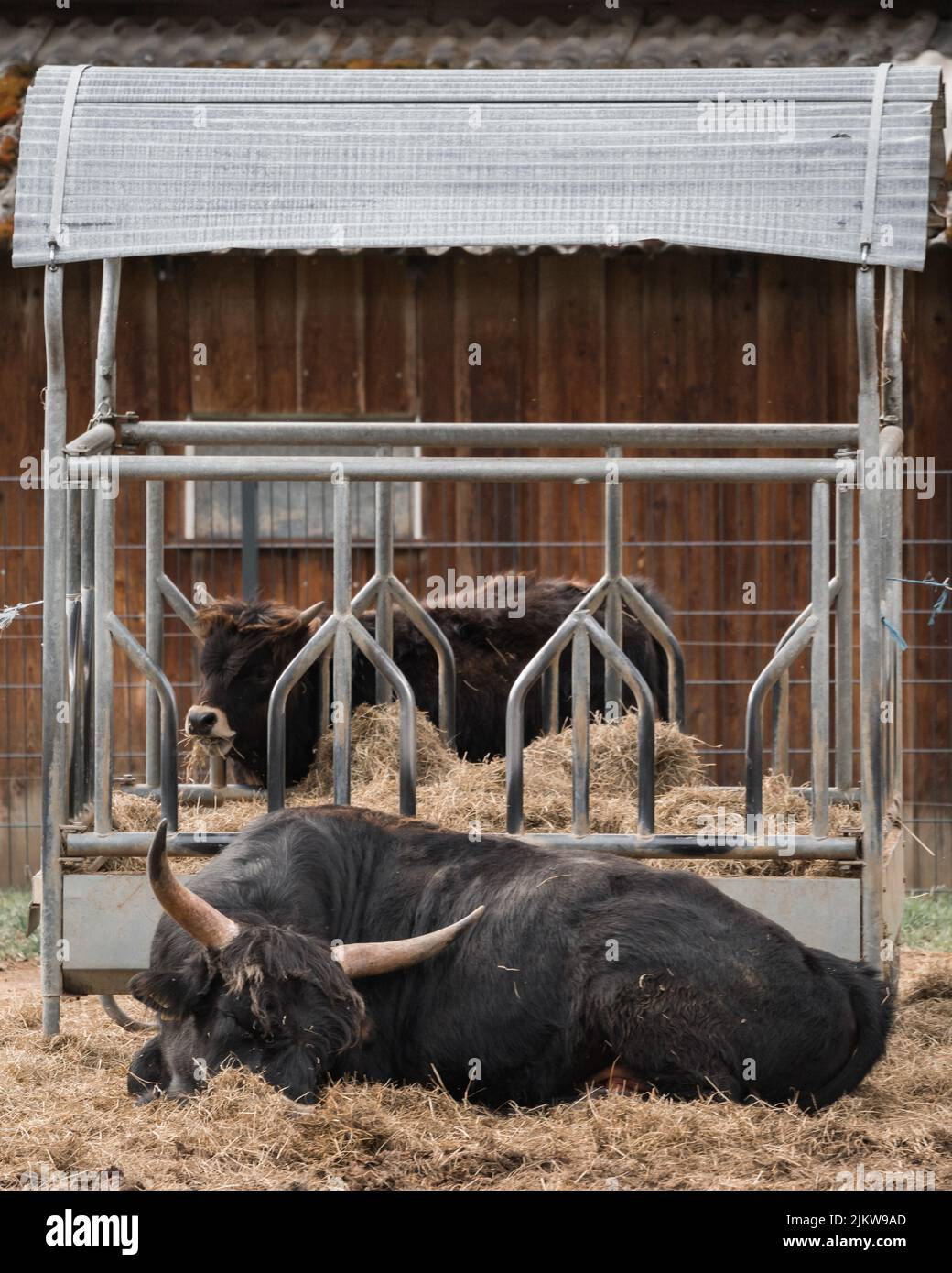 Un primo piano di bestiame Heck pascolo su erba secca in un fienile in campagna Foto Stock