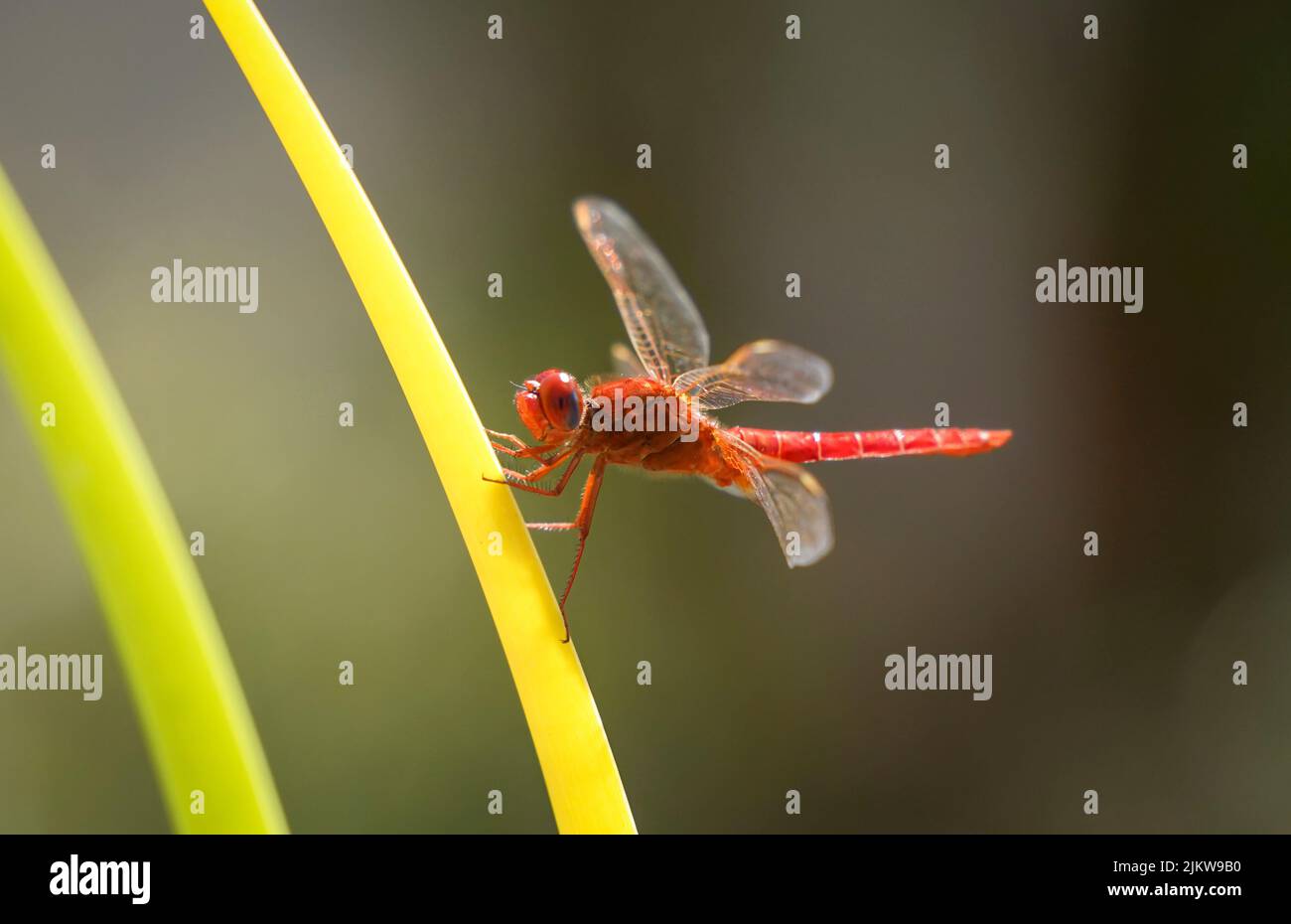 Libellula scarlatto (Crocothemis erythraea) vicino ad un fiume. Andalusia, Spagna. Foto Stock