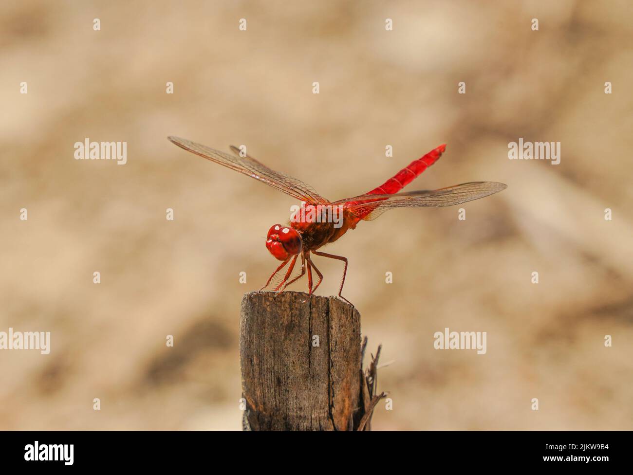 Libellula scarlatto (Crocothemis erythraea) vicino ad un fiume. Andalusia, Spagna. Foto Stock
