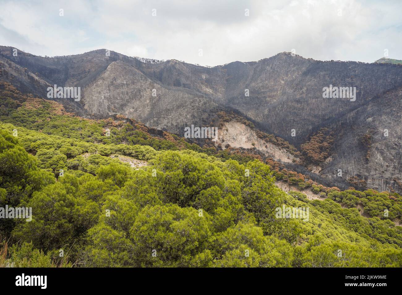 Charred catena montuosa della Sierra de Mijas, dopo un incendio, Andalusia, Spagna. Foto Stock