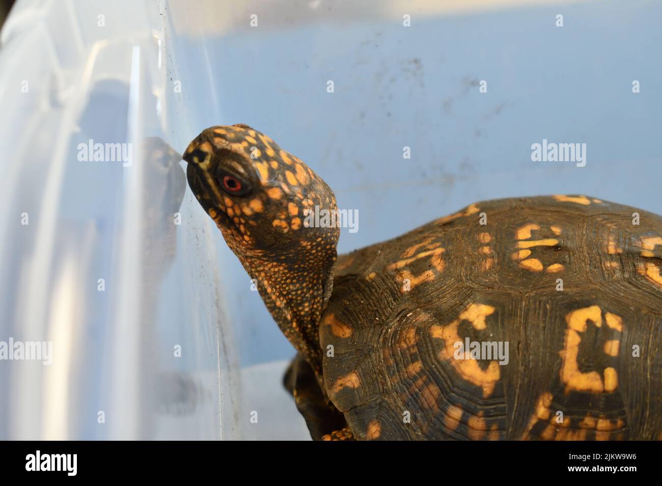 Un primo piano della tartaruga scatola orientale, Terrapene carolina carolina, noto anche come la tartaruga terra. Foto Stock