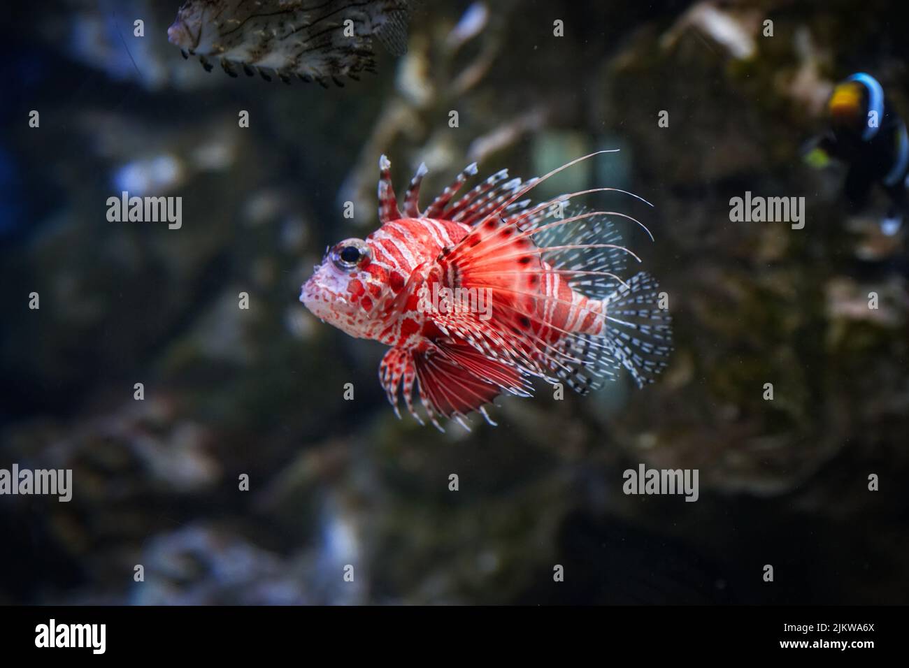 Primo piano del pesce Dendrochirus brachypterus nell'acquario Foto Stock