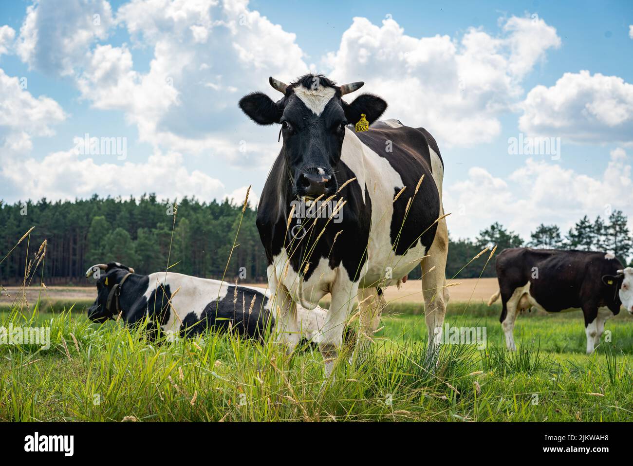 Un bel colpo di mucche bianche e nere in una valle Foto Stock