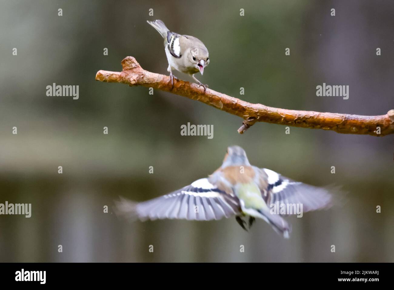 Due chaffinch combattendo per lo spazio sul ramo, uno in volo Foto Stock