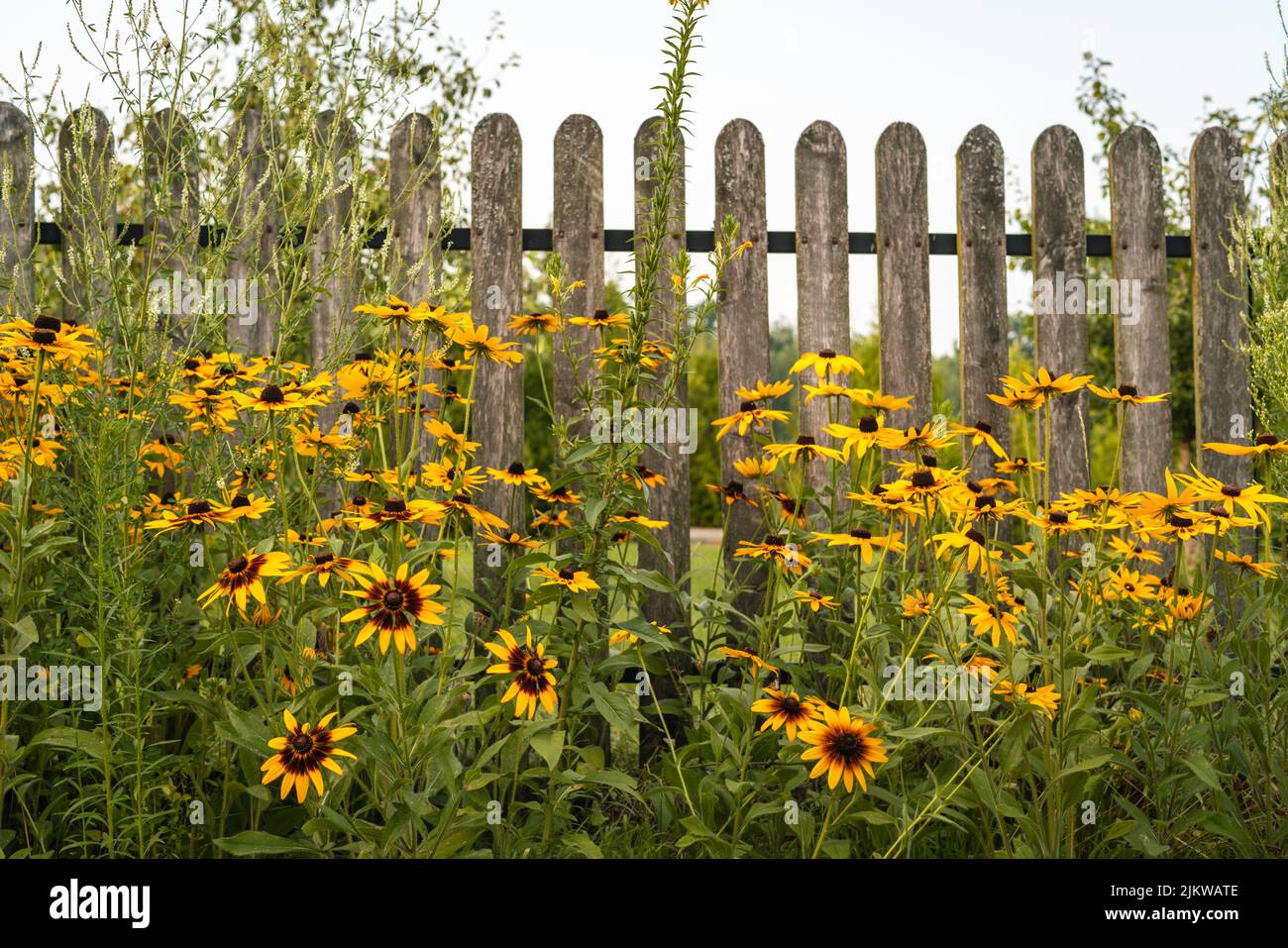 Un bel colpo di fiori gialli rudbeckia nel giardino contro una recinzione di legno Foto Stock