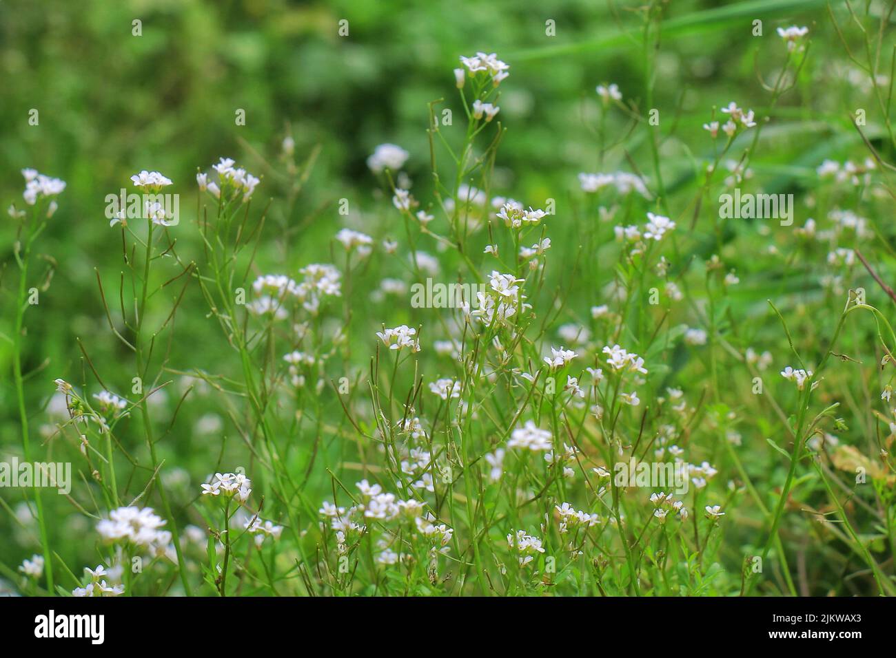 Un bel colpo di un piccolo prato bianco fiori Foto Stock