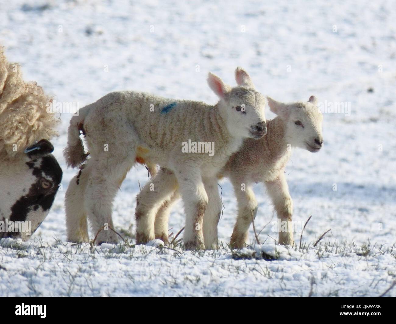 Agnelli primaverili e pecora in un campo innevato ai confini scozzesi Foto Stock