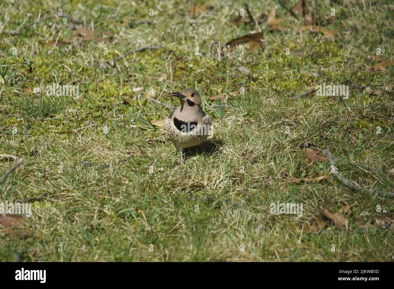 Un adorabile Flicker settentrionale nell'erba verde Foto Stock