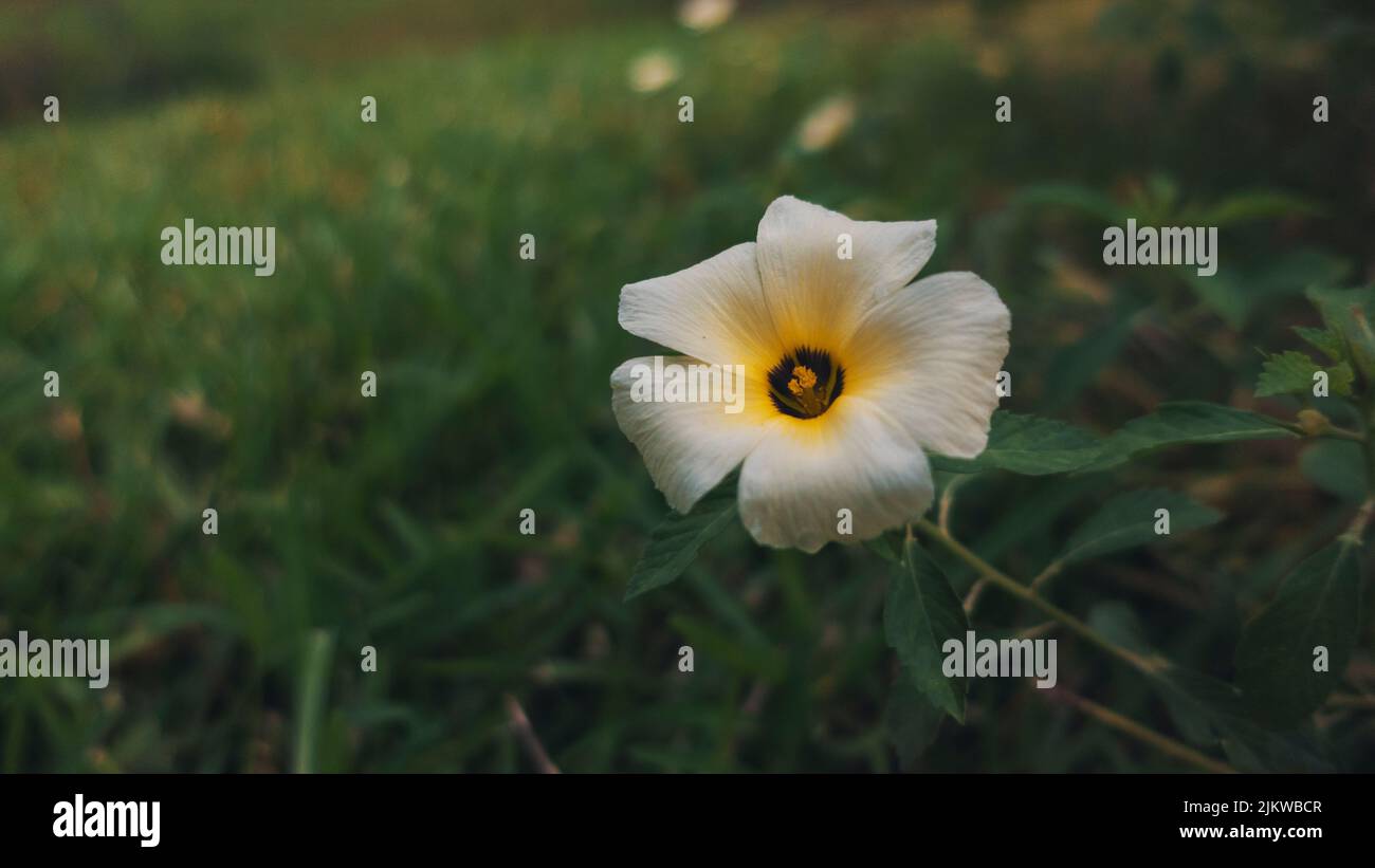 Un primo piano di Turnera subulata, nomi comuni bianco buttercup, ontano di zolfo. Foto Stock