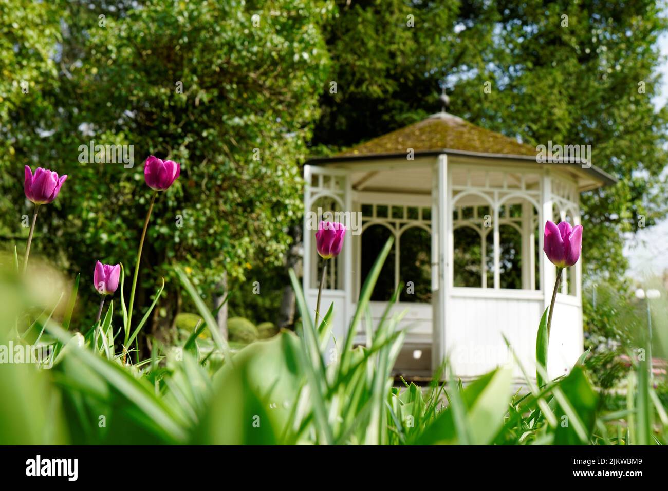 La vista dei fiori e del giardino da visitare a Westfalenpark, Dortmund, Renania settentrionale-Vestfalia Foto Stock