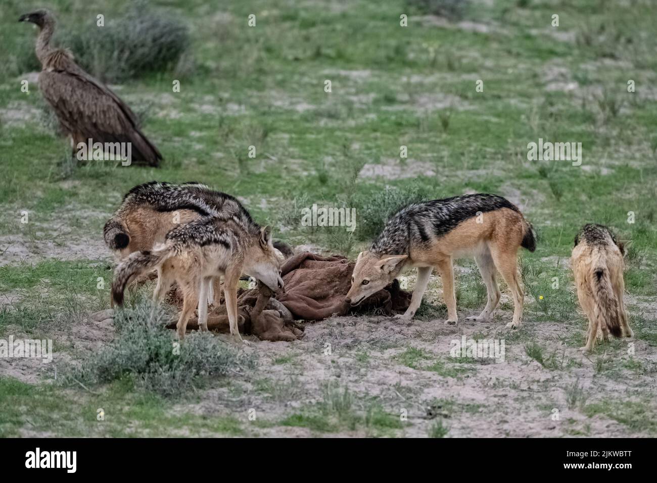 Sciacalli che mangiano una carcassa di bufala nella boscaglia della Namibia Foto Stock