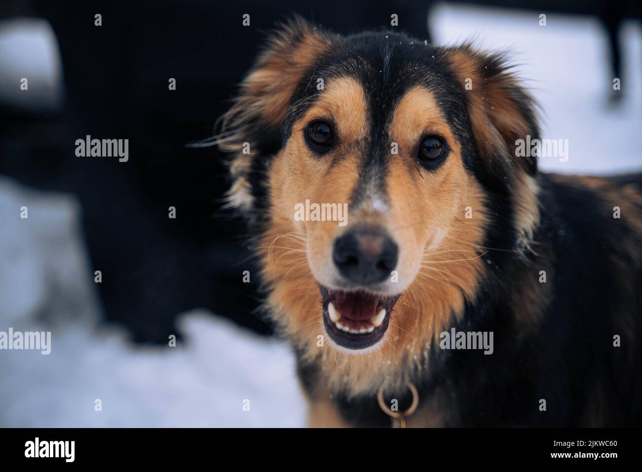 Un primo piano di un cane mix di scebbie dorate che guarda carino su uno sfondo sfocato Foto Stock
