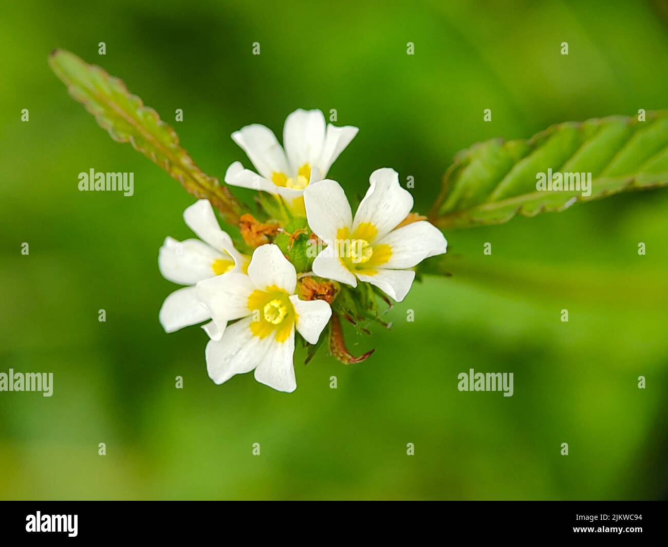 Un primo piano di bellissimi fiori di granulata sassifraga in un giardino Foto Stock