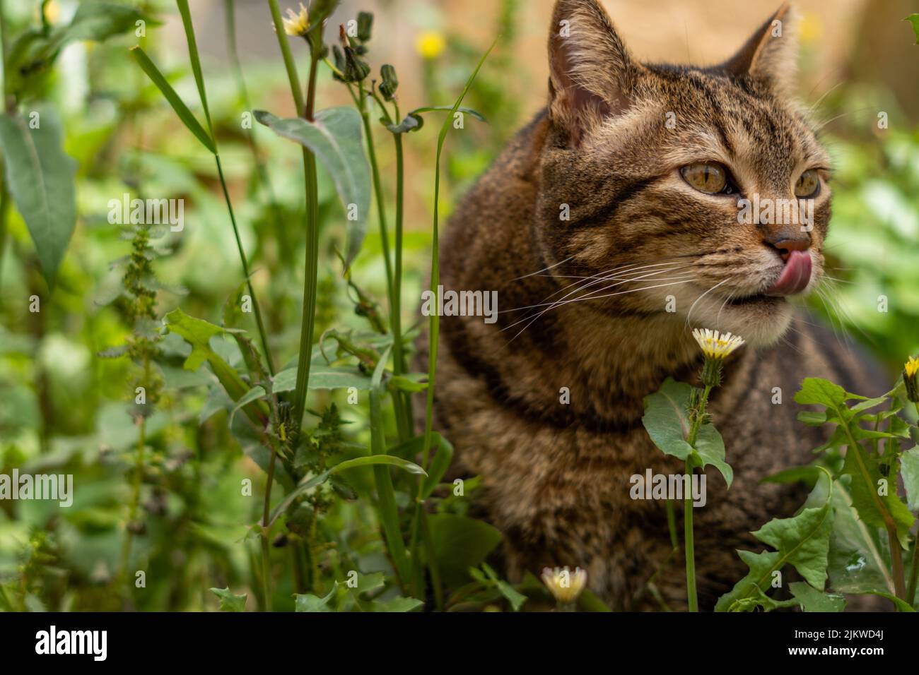primo piano di gatto comune marrone e nero tra l'erba e fiori gialli che attacca la lingua e lecca le labbra. Foto Stock