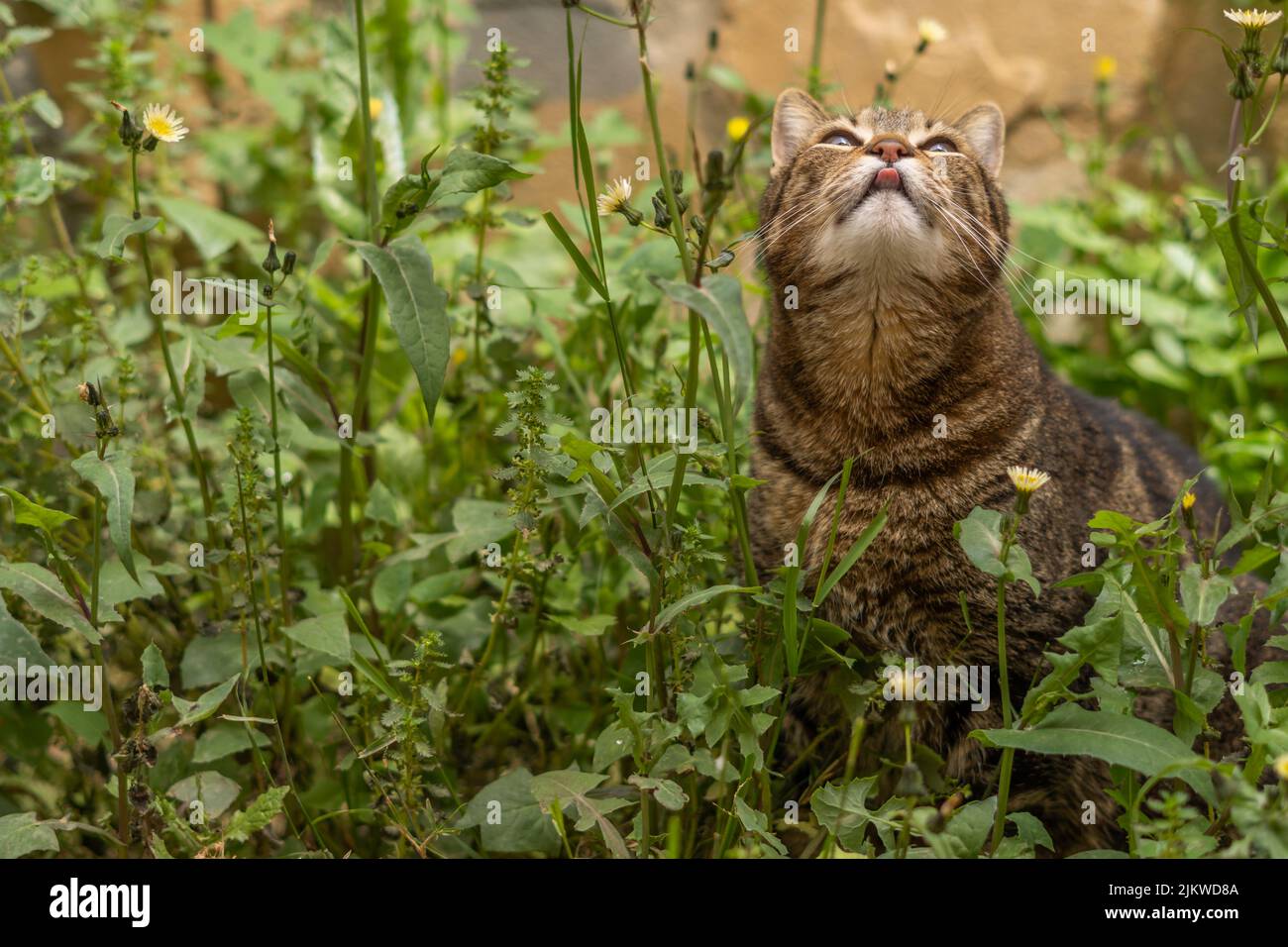 primo piano di gatto comune marrone e nero tra l'erba e fiori gialli che attacca la lingua e lecca le labbra. Foto Stock