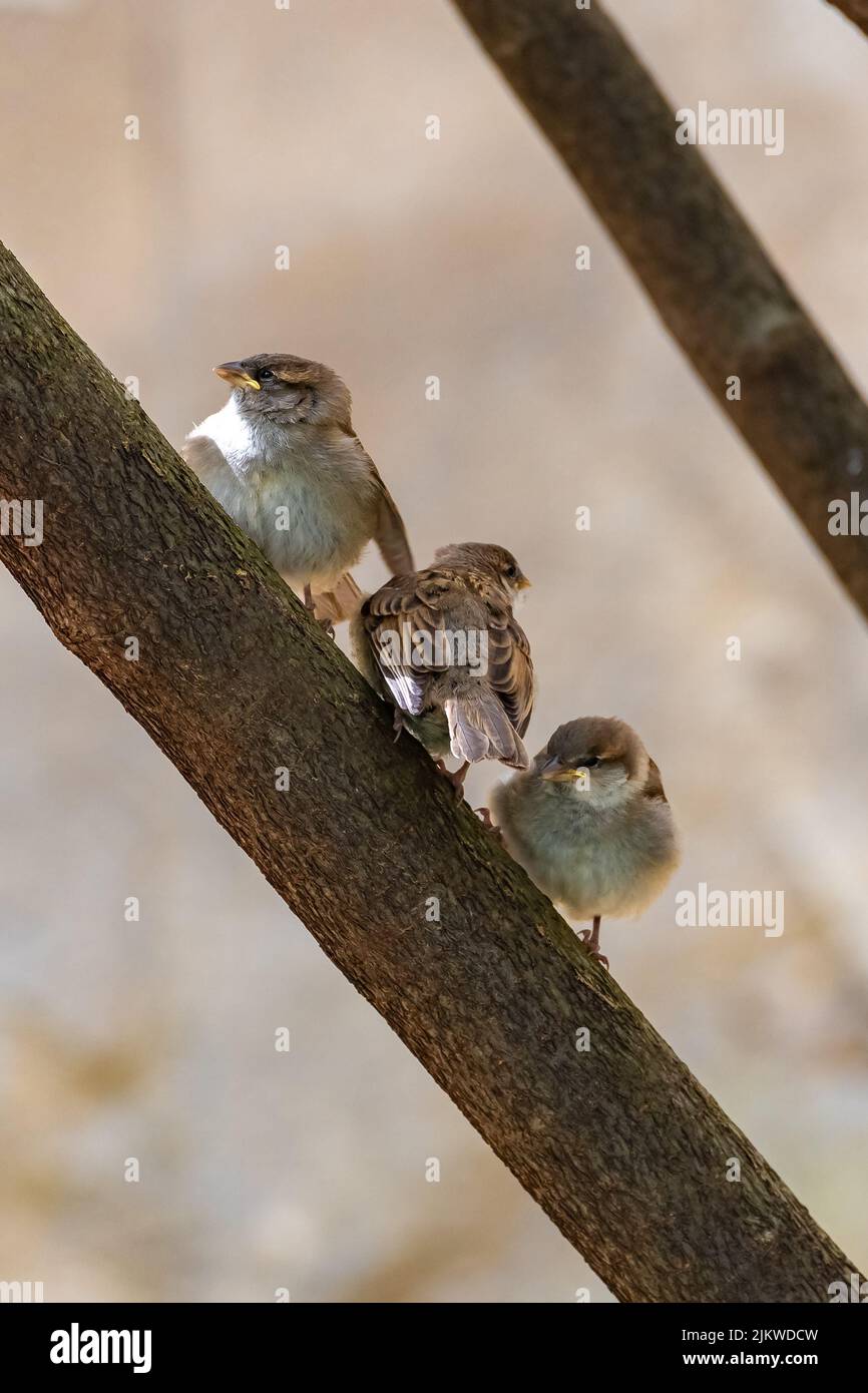 I passeri del bambino aspettano che la loro madre li alimenti Foto Stock