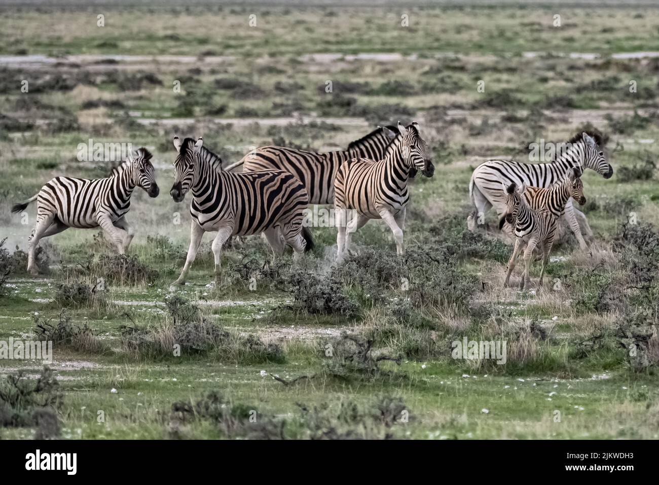 Una mandria di zebre che corre nel cespuglio in Namibia Foto Stock